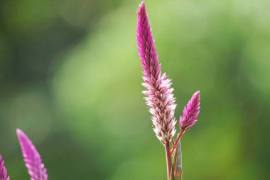 Celosia argentea (ayrıca kuş tüyü, gümüş horoz tarağı olarak da bilinir) çiçeğin doğal bir arka planı vardır.