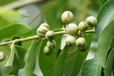 Cordia latifolia (Bahuvara, Bara lasura olarak da bilinir). Bu bitki öksürük, göğüs hastalıkları, rahim ve üreral hastalıkların tedavisinde kullanılır.