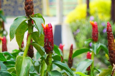 Costus woodsonii (Kırmızı Düğme Ginger, Kosta Rika, cüce konisi zencefil, Hint kafa zencefili, Panama mum bitkisi, kırmızı baston, kırmızı sarmal bayrak) çiçeği. Bu bitki uyuz ve yaraları tedavi etmek için kullanılır.