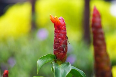 Costus woodsonii (Kırmızı Düğme Ginger, Kosta Rika, cüce konisi zencefil, Hint kafa zencefili, Panama mum bitkisi, kırmızı baston, kırmızı sarmal bayrak) çiçeği. Bu bitki uyuz ve yaraları tedavi etmek için kullanılır.