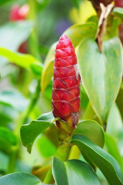 Costus woodsonii (Kırmızı Düğme Ginger, Kosta Rika, cüce konisi zencefil, Hint kafa zencefili, Panama mum bitkisi, kırmızı baston, kırmızı sarmal bayrak) çiçeği. Bu bitki uyuz ve yaraları tedavi etmek için kullanılır.