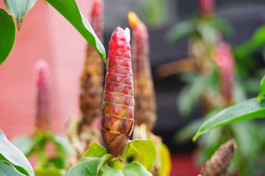 Costus woodsonii (Kırmızı Düğme Ginger, Kosta Rika, cüce konisi zencefil, Hint kafa zencefili, Panama mum bitkisi, kırmızı baston, kırmızı sarmal bayrak) çiçeği. Bu bitki uyuz ve yaraları tedavi etmek için kullanılır.