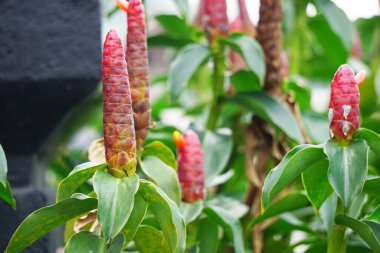 Costus woodsonii (Kırmızı Düğme Ginger, Kosta Rika, cüce konisi zencefil, Hint kafa zencefili, Panama mum bitkisi, kırmızı baston, kırmızı sarmal bayrak) çiçeği. Bu bitki uyuz ve yaraları tedavi etmek için kullanılır.
