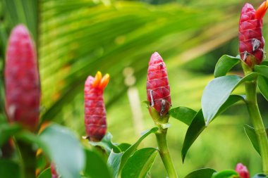 Costus woodsonii (Kırmızı Düğme Ginger, Kosta Rika, cüce konisi zencefil, Hint kafa zencefili, Panama mum bitkisi, kırmızı baston, kırmızı sarmal bayrak) çiçeği. Bu bitki uyuz ve yaraları tedavi etmek için kullanılır.