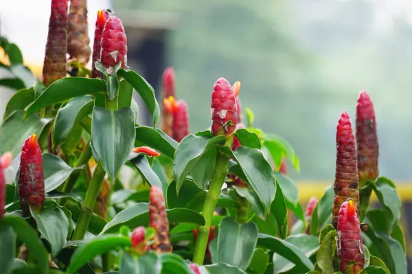 Costus woodsonii (Kırmızı Düğme Ginger, Kosta Rika, cüce konisi zencefil, Hint kafa zencefili, Panama mum bitkisi, kırmızı baston, kırmızı sarmal bayrak) çiçeği. Bu bitki uyuz ve yaraları tedavi etmek için kullanılır.