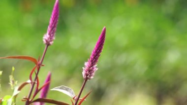 Celosia argentea (ayrıca kuş tüyü, gümüş horoz tarağı olarak da bilinir) çiçeğin doğal bir arka planı vardır.