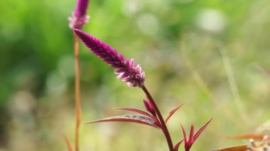Celosia argentea (ayrıca kuş tüyü, gümüş horoz tarağı olarak da bilinir) çiçeğin doğal bir arka planı vardır.
