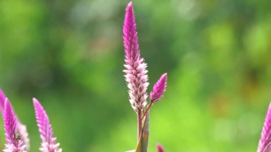 Celosia argentea (ayrıca kuş tüyü, gümüş horoz tarağı olarak da bilinir) çiçeğin doğal bir arka planı vardır.