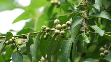 Cordia latifolia (Bahuvara, Bara lasura olarak da bilinir). Bu bitki öksürük, göğüs hastalıkları, rahim ve üreral hastalıkların tedavisinde kullanılır.