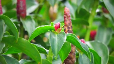 Costus woodsonii (Kırmızı Düğme Ginger, Kosta Rika, cüce konisi zencefil, Hint kafa zencefili, Panama mum bitkisi, kırmızı baston, kırmızı sarmal bayrak) çiçeği. Bu bitki uyuz ve yaraları tedavi etmek için kullanılır.
