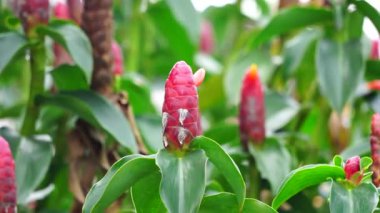 Costus woodsonii (Kırmızı Düğme Ginger, Kosta Rika, cüce konisi zencefil, Hint kafa zencefili, Panama mum bitkisi, kırmızı baston, kırmızı sarmal bayrak) çiçeği. Bu bitki uyuz ve yaraları tedavi etmek için kullanılır.