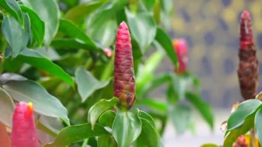 Costus woodsonii (Kırmızı Düğme Ginger, Kosta Rika, cüce konisi zencefil, Hint kafa zencefili, Panama mum bitkisi, kırmızı baston, kırmızı sarmal bayrak) çiçeği. Bu bitki uyuz ve yaraları tedavi etmek için kullanılır.