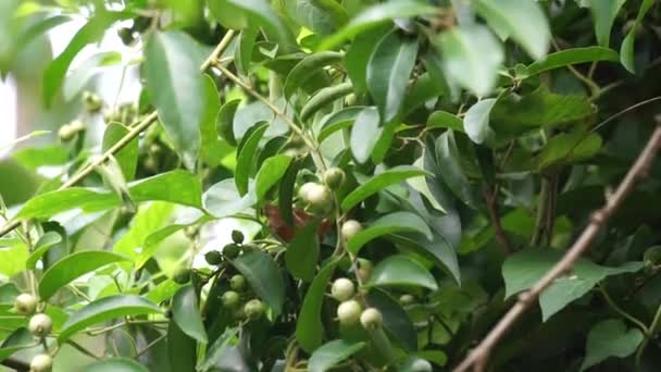 Cordia Latifolia Известна Bahuvara Bara Lasura Растение Используется Лечении Кашля — стоковое видео