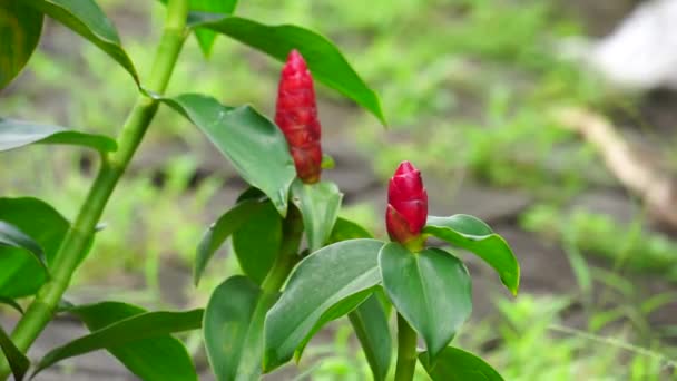 コスタスウッドソニー レッドボタンジンジャー コスタリカ ドワーフコーンジンジャー インドヘッドジンジャー パナマキャンドル植物 赤い杖 スカーレットスパイラルフラッグ この植物は カビやサバを治療するために使用します — ストック動画