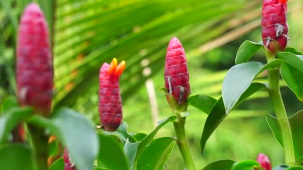 コスタスウッドソニー レッドボタンジンジャー コスタリカ ドワーフコーンジンジャー インドヘッドジンジャー パナマキャンドル植物 赤い杖 スカーレットスパイラルフラッグ この植物は カビやサバを治療するために使用します — ストック動画