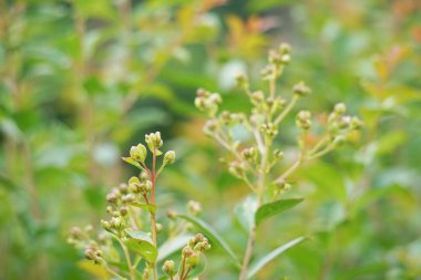 Lagerstroemia indica (crape myrtle, crepe myrtle, queen crape myrtle, bungur, jarul, banaba). Bu bitki genellikle hem özel olarak hem de ticari olarak ekilir..