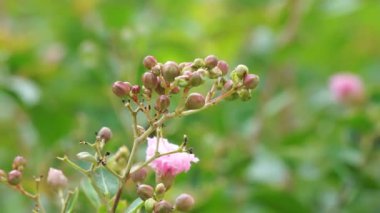Lagerstroemia indica (crape myrtle, crepe myrtle, queen crape myrtle, bungur, jarul, banaba). Bu bitki genellikle hem özel olarak hem de ticari olarak ekilir..