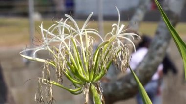 Crinum asiaticum (ayrıca zehirli ampul, dev crinum zambağı, büyük krinyum zambağı, örümcek zambağı, Bulbine asiatikası olarak da bilinir). Tüm bitki zehirli, özellikle de ampul.