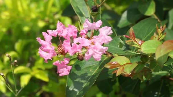 ラガストロミアインディア クレープミルトル クレープミルトル クイーンクレープミルトル バンガール ジャーラ バナバ この植物はしばしば私的にも商業的にも装飾品として植えられます — ストック動画
