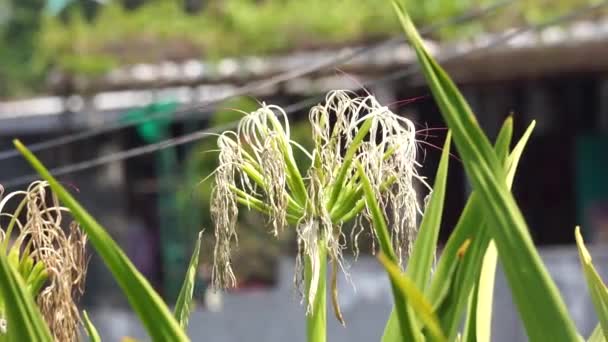 Crinum Asiaticum Juga Disebut Bola Racun Crinum Lily Raksasa Grand — Stok Video