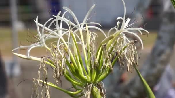 Crinum Asiaticum Juga Disebut Bola Racun Crinum Lily Raksasa Grand — Stok Video