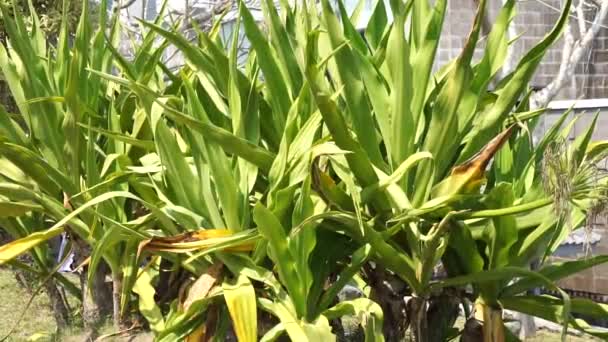 Crinum Asiaticum Называется Ядовитая Луковица Гигантская Криновая Лилия Большая Криновая — стоковое видео