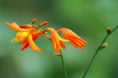 Crinum asiaticum (ayrıca zehirli ampul, dev crinum zambağı, büyük krinyum zambağı, örümcek zambağı, Bulbine asiatikası olarak da bilinir). Tüm bitki zehirli, özellikle de ampul.