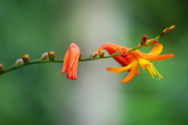Crinum asiaticum (ayrıca zehirli ampul, dev crinum zambağı, büyük krinyum zambağı, örümcek zambağı, Bulbine asiatikası olarak da bilinir). Tüm bitki zehirli, özellikle de ampul.