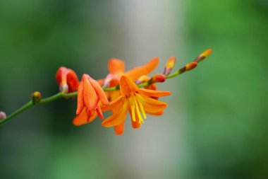 Crinum asiaticum (ayrıca zehirli ampul, dev crinum zambağı, büyük krinyum zambağı, örümcek zambağı, Bulbine asiatikası olarak da bilinir). Tüm bitki zehirli, özellikle de ampul.
