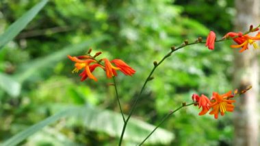 Crocosmia masoniorum (ayrıca dev montbretia olarak da bilinir, Tritonia masoniorum) çiçeği. Crocosmia, dikleşen, kılıç şeklindeki yaprakları ve dalları gösterişli sivri dikenleri olan yaprak döken uzun ömürlülerdir.