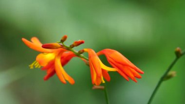 Crocosmia masoniorum (ayrıca dev montbretia olarak da bilinir, Tritonia masoniorum) çiçeği. Crocosmia, dikleşen, kılıç şeklindeki yaprakları ve dalları gösterişli sivri dikenleri olan yaprak döken uzun ömürlülerdir.