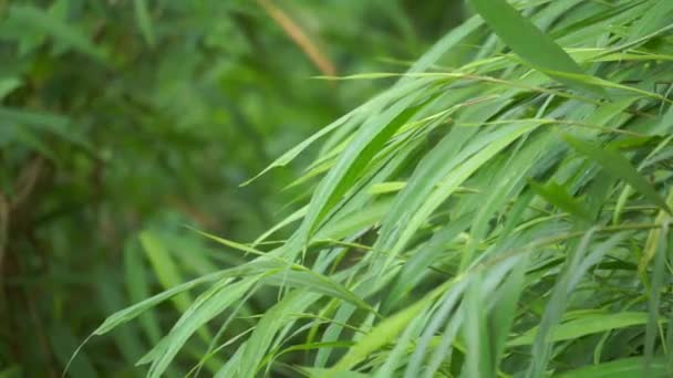 Bambusová Tráva Přírodním Pozadím — Stock video