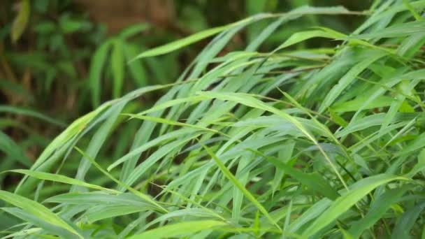 具有自然背景的竹子草 — 图库视频影像