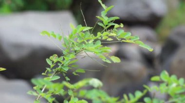 Katuk (Sauropus androgynus, yıldız bektaşi üzümü) doğal bir geçmişe sahiptir. Bitkisel ilaç olarak kullanılır.