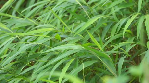 Herbe Bambou Avec Fond Naturel — Video