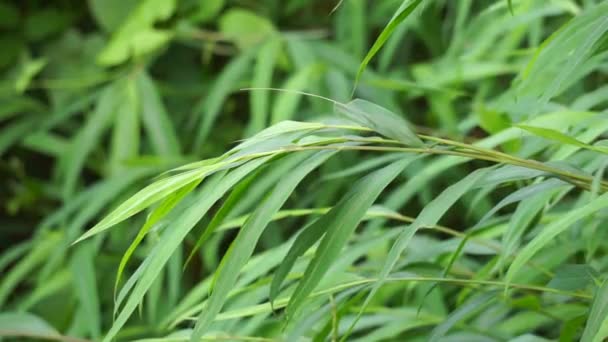具有自然背景的竹子草 — 图库视频影像