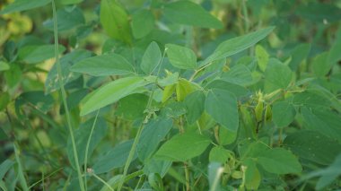 Desmodium tortuosum (bükülmüş kene folyo, dixie tick trefolil, uzun kene yoncası, Florida beggarweed, jalakan, petet). Yapraklar ve saplar sulu infüzyon sarhoşluğu mide ağrısını ve regl ağrısını tedavi eder.