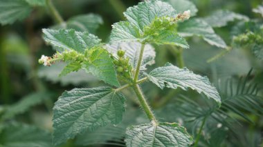 Croton hirtus (Brachystachys hirta, Croton glandulosus, Croton glandulosus). Croton hirtus her yıl erekte olan bir bitkidir, aşağı yukarı dallanmış, tamamen uzun ve yıldızımsı kıllarla kaplıdır.
