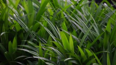 Pandanus amiaryllifolius (Endonezya 'da pandan wangi olarak bilinir) doğal bir geçmişi vardır. Endonezyalılar bunu özel aromalı yiyecekler vermek için kullanır.