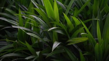 Pandanus amiaryllifolius (Endonezya 'da pandan wangi olarak bilinir) doğal bir geçmişi vardır. Endonezyalılar bunu özel aromalı yiyecekler vermek için kullanır.