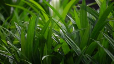 Pandanus amiaryllifolius (Endonezya 'da pandan wangi olarak bilinir) doğal bir geçmişi vardır. Endonezyalılar bunu özel aromalı yiyecekler vermek için kullanır.