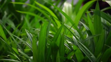 Pandanus amiaryllifolius (Endonezya 'da pandan wangi olarak bilinir) doğal bir geçmişi vardır. Endonezyalılar bunu özel aromalı yiyecekler vermek için kullanır.