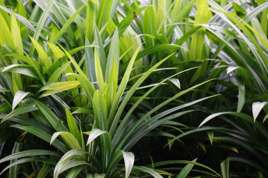 Pandanus amiaryllifolius (Endonezya 'da pandan wangi olarak bilinir) doğal bir geçmişi vardır. Endonezyalılar bunu özel aromalı yiyecekler vermek için kullanır.