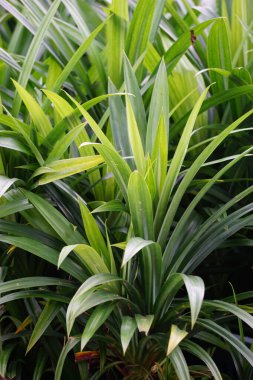 Pandanus amiaryllifolius (Endonezya 'da pandan wangi olarak bilinir) doğal bir geçmişi vardır. Endonezyalılar bunu özel aromalı yiyecekler vermek için kullanır.