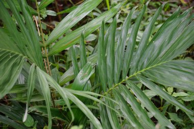 Salak tree (also known Salacca zalacca and snake fruit) with a natural background
