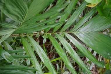 Salak tree (also known Salacca zalacca and snake fruit) with a natural background