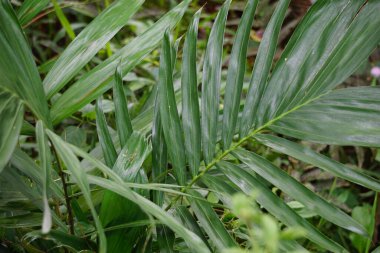Salak tree (also known Salacca zalacca and snake fruit) with a natural background