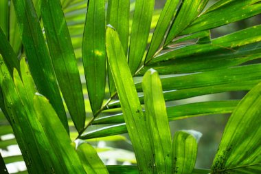 Salak tree (also known Salacca zalacca and snake fruit) with a natural background
