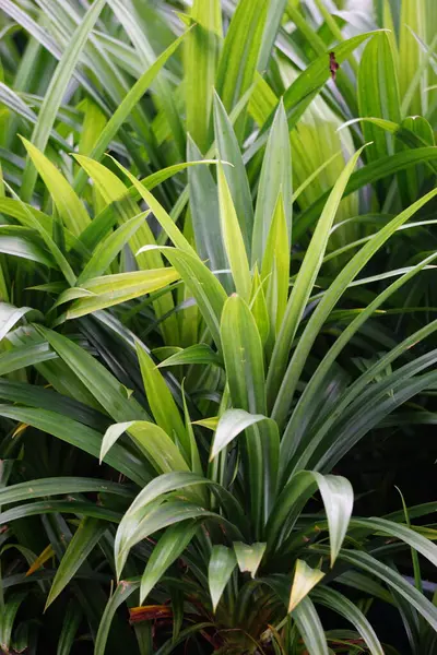 Pandanus amiaryllifolius (Endonezya 'da pandan wangi olarak bilinir) doğal bir geçmişi vardır. Endonezyalılar bunu özel aromalı yiyecekler vermek için kullanır.