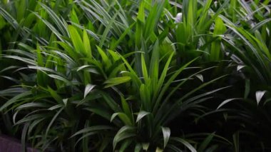 Pandanus amiaryllifolius (Endonezya 'da pandan wangi olarak bilinir) doğal bir geçmişi vardır. Endonezyalılar bunu özel aromalı yiyecekler vermek için kullanır.